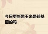 今日更新黑玉米是转基因的吗