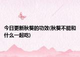 今日更新秋葵的功效(秋葵不能和什么一起吃)