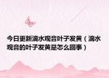 今日更新滴水观音叶子发黄（滴水观音的叶子发黄是怎么回事）