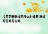 今日更新腊梅花什么时候开 腊梅花的开花时间