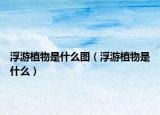 浮游植物是什么图（浮游植物是什么）