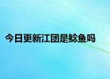 今日更新江团是鲶鱼吗