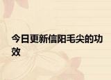 今日更新信阳毛尖的功效