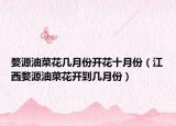 婺源油菜花几月份开花十月份（江西婺源油菜花开到几月份）