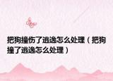 把狗撞伤了逃逸怎么处理（把狗撞了逃逸怎么处理）