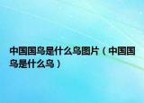 中国国鸟是什么鸟图片（中国国鸟是什么鸟）