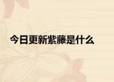 今日更新紫藤是什么