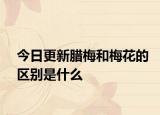 今日更新腊梅和梅花的区别是什么