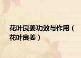 花叶良姜功效与作用（花叶良姜）