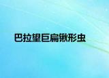 巴拉望巨扁锹形虫