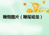 鞭炮图片（鞭尾幼龙）