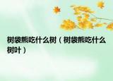 树袋熊吃什么树（树袋熊吃什么树叶）
