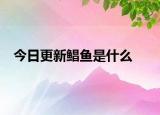 今日更新鲳鱼是什么