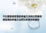 今日更新观音莲的养殖方法和注意事项 观音莲的养殖方法和注意事项有哪些