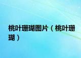 桃叶珊瑚图片（桃叶珊瑚）