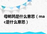 母鹌鹑是什么意思（mac是什么意思）