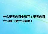 什么甲光向日金鳞开（甲光向日什么鳞开是什么意思）