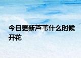 今日更新芦苇什么时候开花