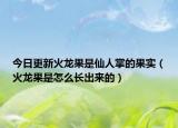 今日更新火龙果是仙人掌的果实（火龙果是怎么长出来的）