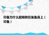 印鱼为什么能吸附在鲨鱼身上（印鱼）