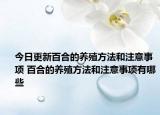 今日更新百合的养殖方法和注意事项 百合的养殖方法和注意事项有哪些