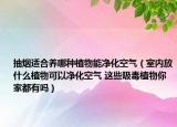 抽烟适合养哪种植物能净化空气（室内放什么植物可以净化空气 这些吸毒植物你家都有吗）