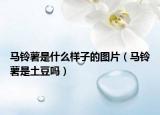 马铃薯是什么样子的图片（马铃薯是土豆吗）