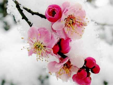 12月份什么花开 一到十二月都是什么花