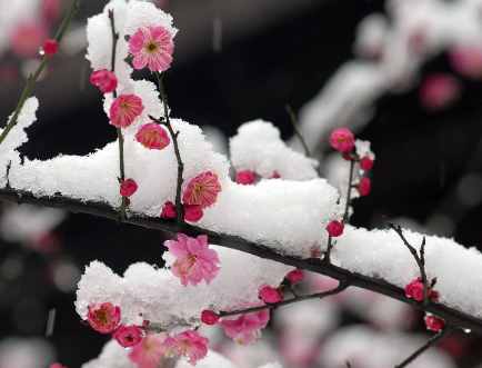 12月份什么花开 一到十二月都是什么花