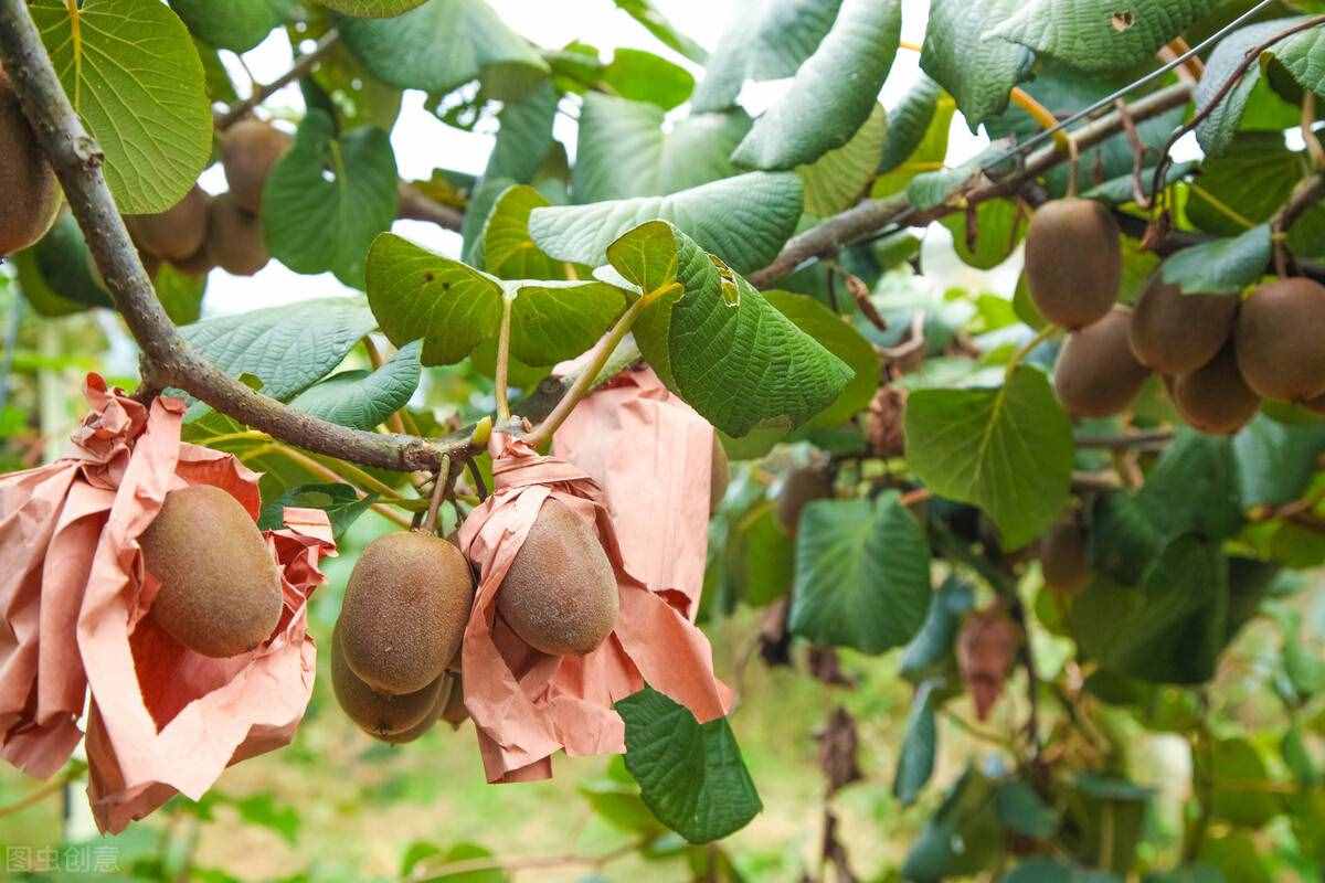 春天的6种时令水果，菠萝上榜，它们的挑选技巧，你都了解吗？