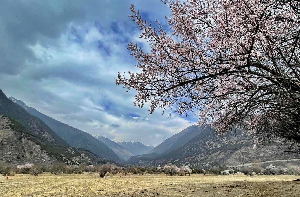 摄影人川藏自驾：林芝最好桃花在哪儿？收门票的索松村是桃花源吗