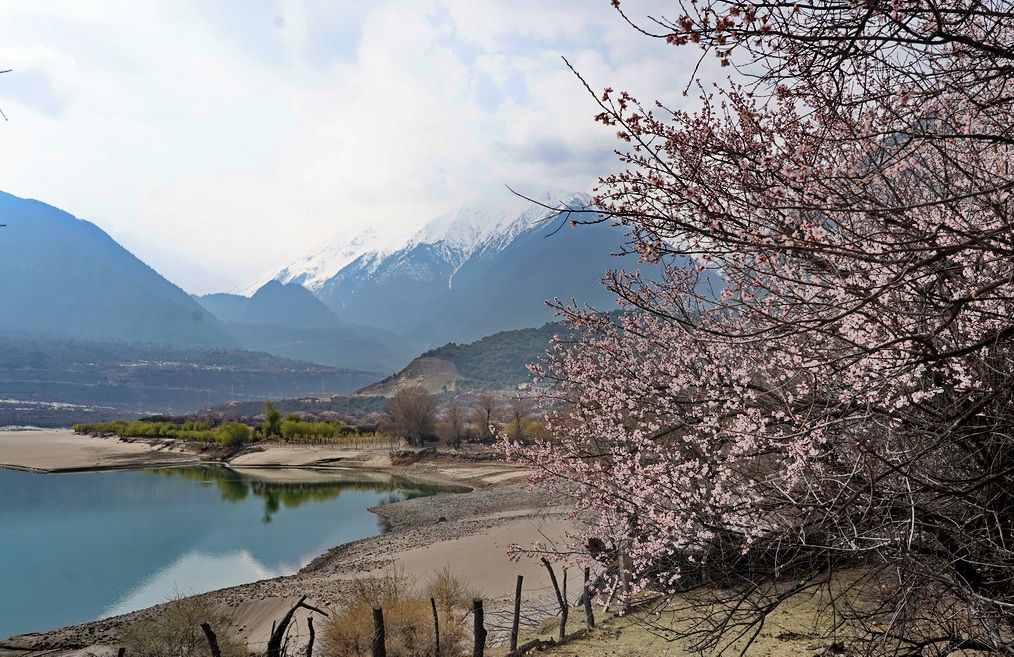 摄影人川藏自驾：林芝最好桃花在哪儿？收门票的索松村是桃花源吗