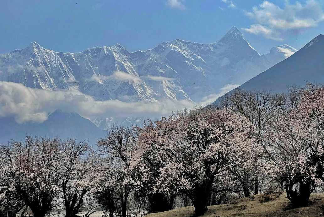 摄影人川藏自驾：林芝最好桃花在哪儿？收门票的索松村是桃花源吗