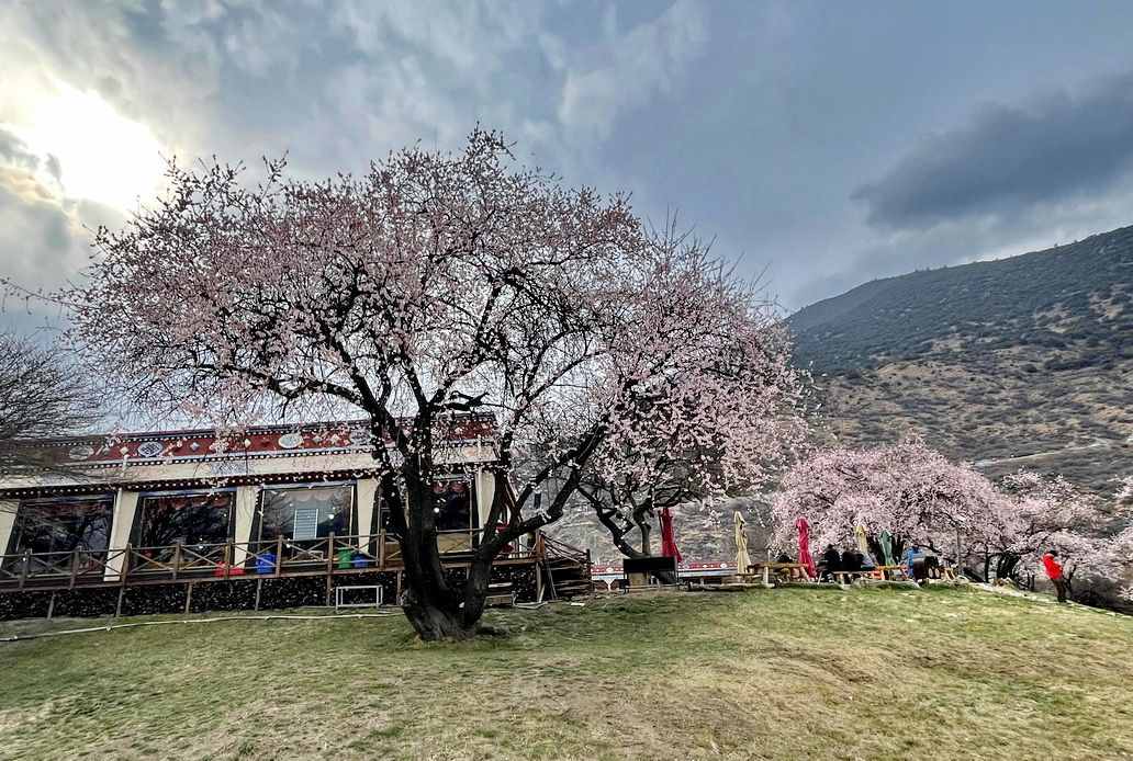 摄影人川藏自驾：林芝最好桃花在哪儿？收门票的索松村是桃花源吗