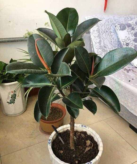 橡皮树的修剪技巧,“拦腰”剪一刀,“开枝散叶”,枝繁叶茂