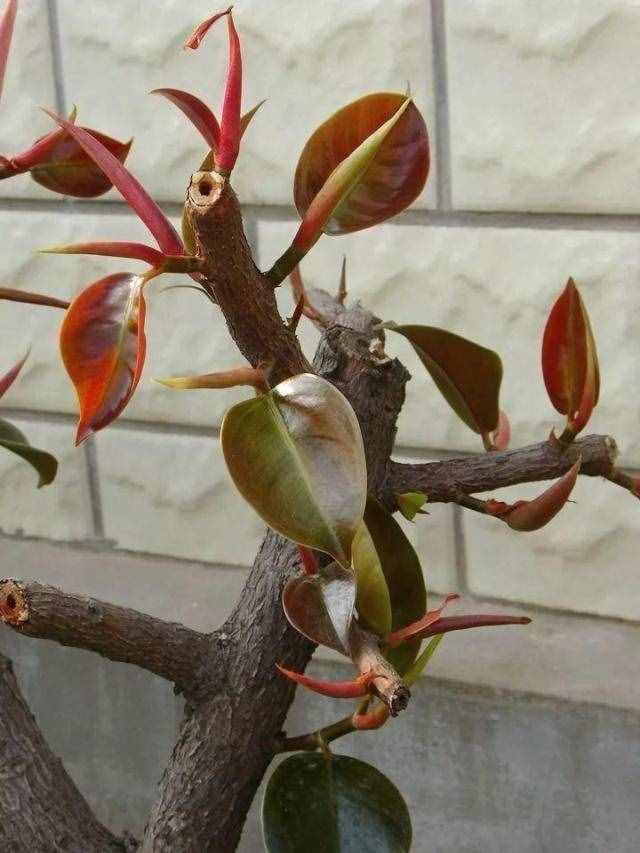 橡皮树的修剪技巧,“拦腰”剪一刀,“开枝散叶”,枝繁叶茂