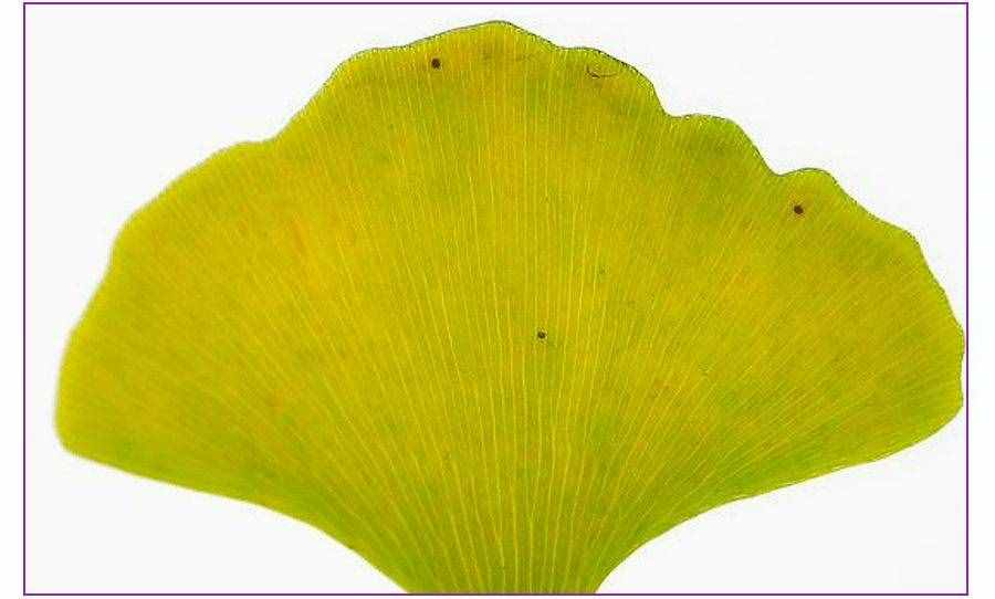 创意儿童画教程｜秋天的美景