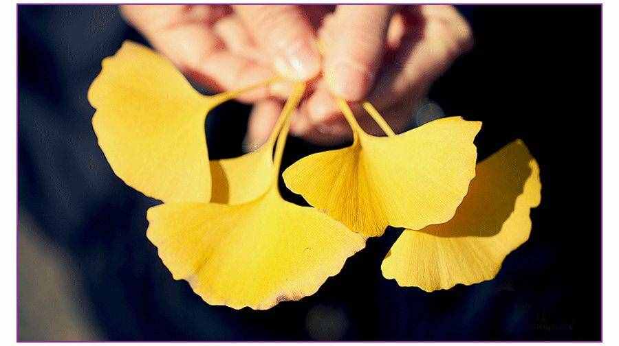 创意儿童画教程｜秋天的美景