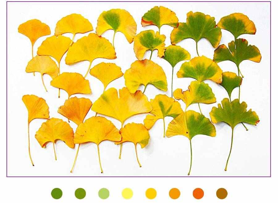 创意儿童画教程｜秋天的美景