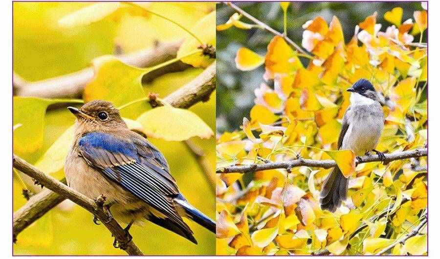 创意儿童画教程｜秋天的美景