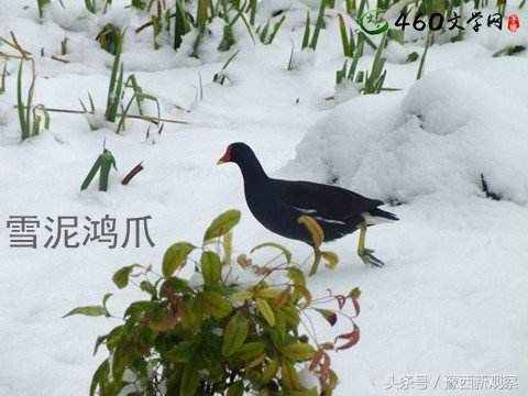 为什么千百年来世事通达的人,常用“雪泥鸿爪”自喻?