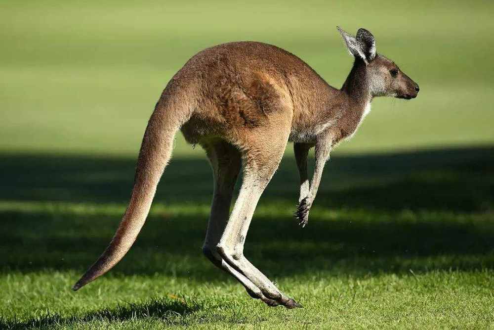 关于袋鼠的小知识,你觉得它是左撇子还是右撇子?