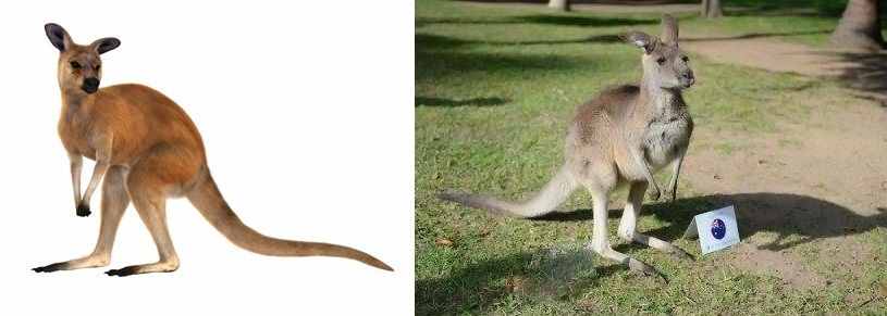 关于袋鼠的小知识,你觉得它是左撇子还是右撇子?