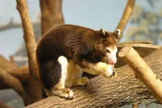 关于袋鼠的小知识,你觉得它是左撇子还是右撇子?