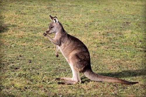 关于袋鼠的小知识,你觉得它是左撇子还是右撇子?