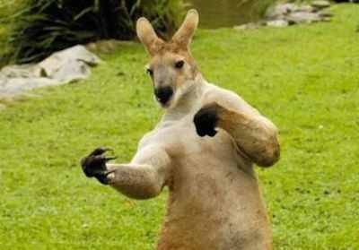 关于袋鼠的小知识,你觉得它是左撇子还是右撇子?