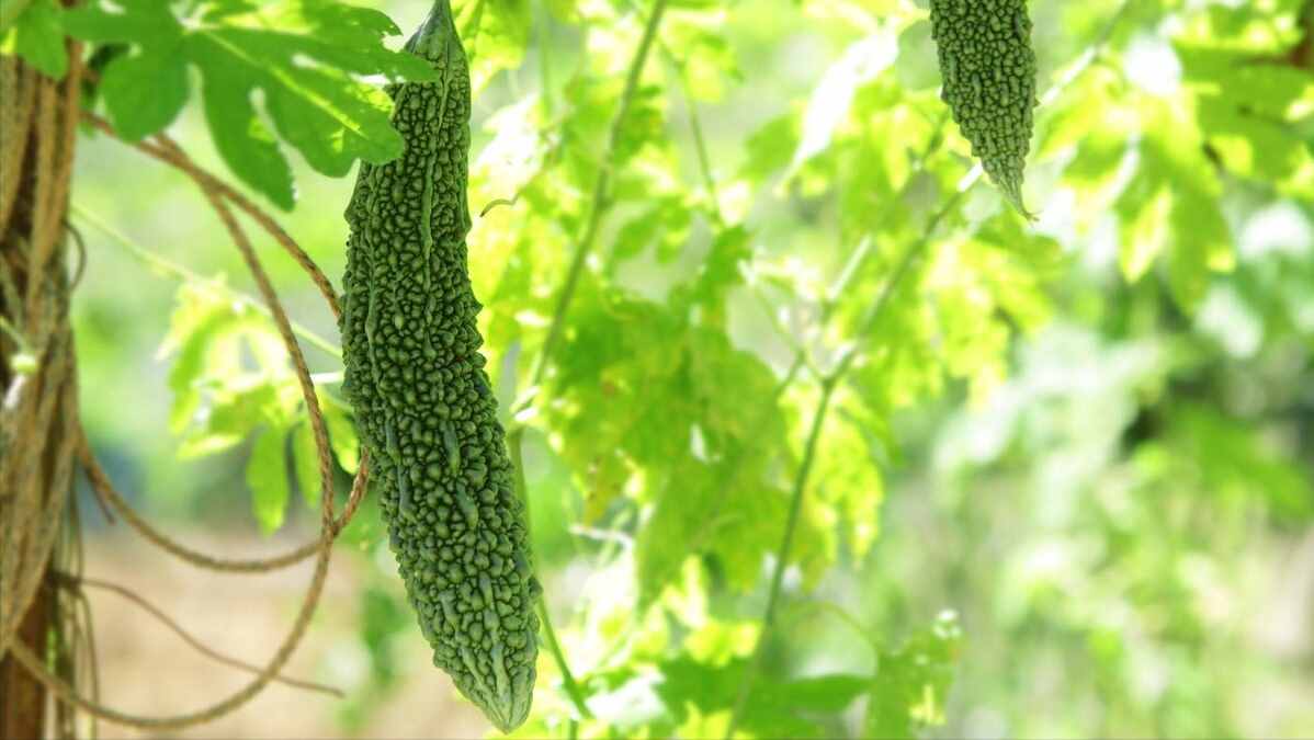 秋日进补多吃3红3白，少吃2绿，降秋燥，忌寒凉，顺应时节身体棒