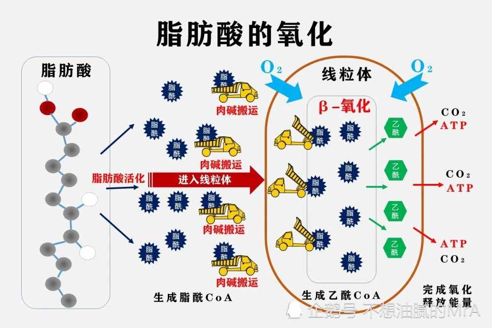 减肥喝左旋肉碱真的有用吗？