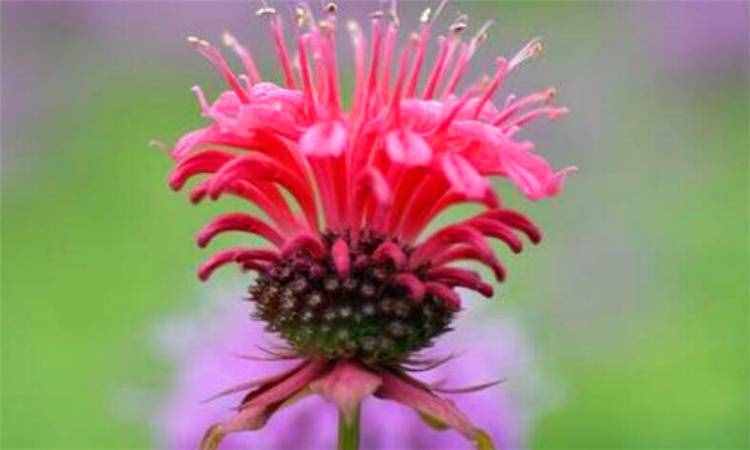 奇花异草的异是什么意思