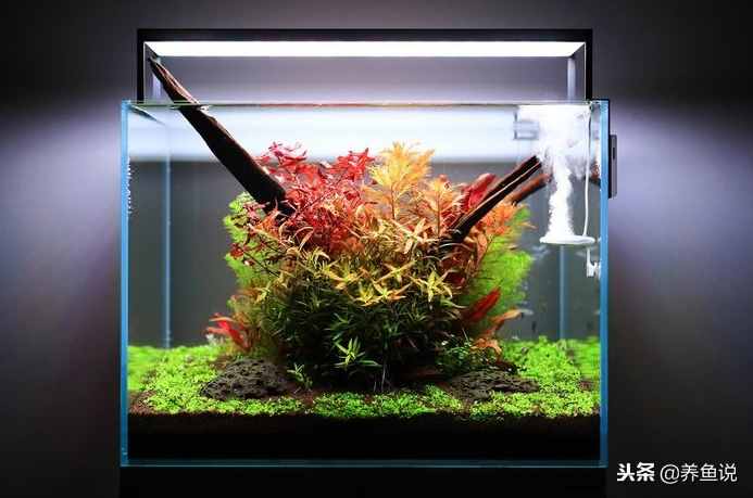 硝化细菌在养鱼时具体发挥什么作用？原来它们不只是一种细菌而已